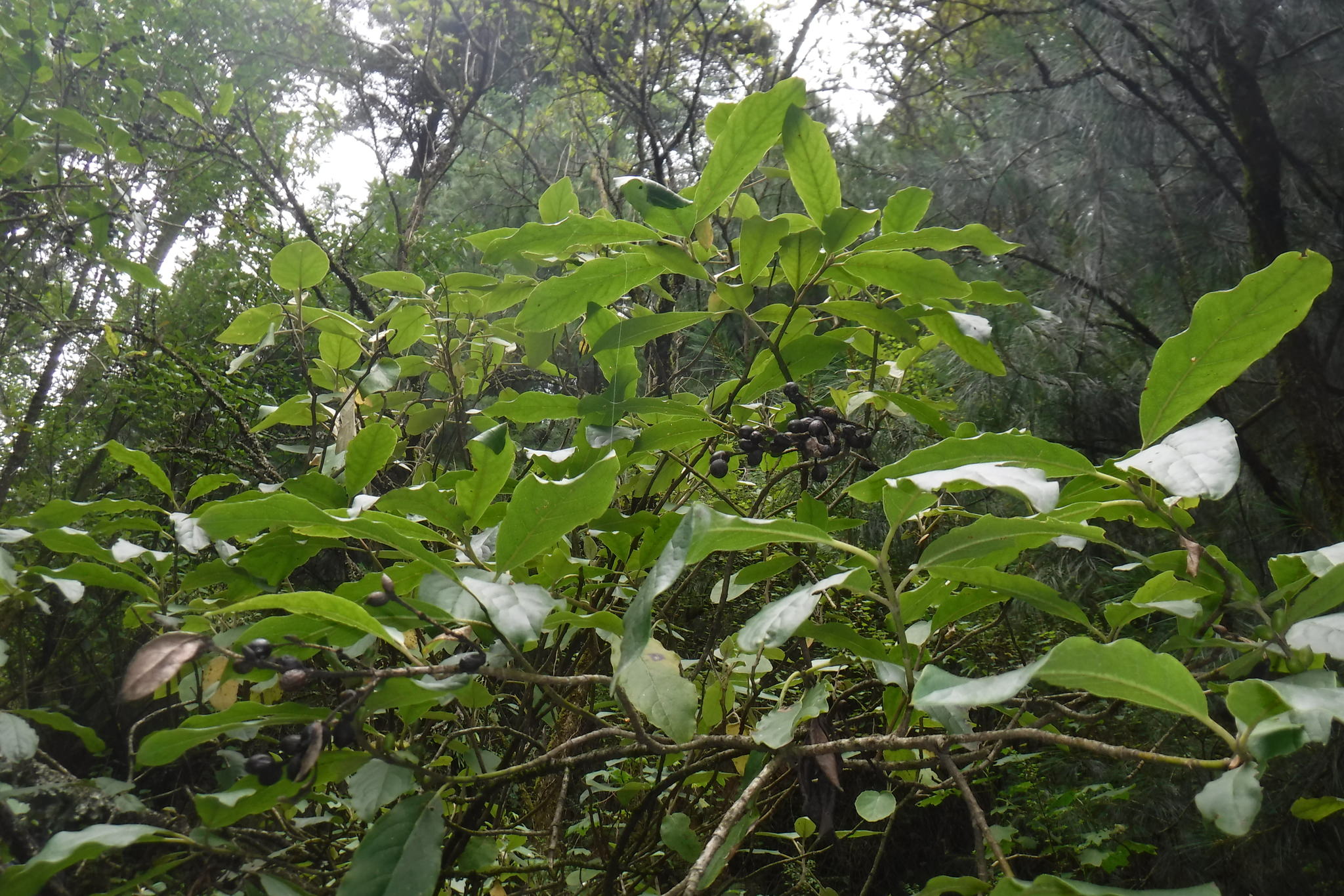 Garrya laurifolia